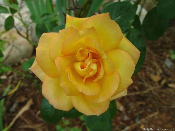 'Goldstrike' rose photo