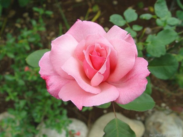 'Columbus Queen' rose photo