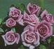 Dilly Dilly rose photo