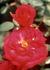 Cherry Sunblaze ® rose photo