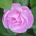 Nypels Perfection rose photo