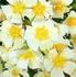 Cliffs of Dover rose photo