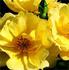 Aspen rose photo