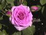 Columbus ™ rose photo