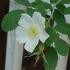 Ross Rambler rose photo