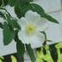 Ross Rambler rose photo