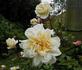 Frau Albert Hochstrasser rose photo