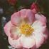 Cream Puff rose photo