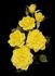 Lemon Drop rose photo
