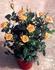 Golden Sunblaze™ rose photo