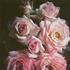 Cupie Doll rose photo