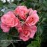 Dancing in the Wind rose photo