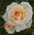 Delicate Beauty rose photo