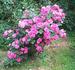 Ville du Roeulx rose photo