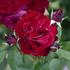 Wild West ™ rose photo