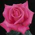 Captain Harry Stebbings rose photo