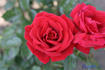 Angyal Dezsõ emléke rose photo