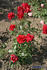 Angyal Dezsõ emléke rose photo
