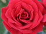 Angyal Dezsõ emléke rose photo