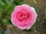 Attaché rose photo