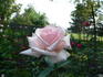 Cajun Pearl rose photo