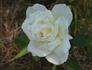 Dr. John Snow rose photo