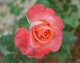 Corina rose photo