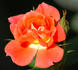 Sunseeker rose photo