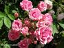 La Prospérine rose photo