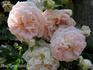 Psyche rose photo