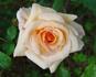 Colossus ™ rose photo