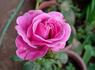 Southern Breeze rose photo