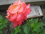 John-Paul II rose photo