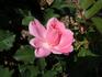 Ellen's Joy rose photo