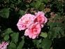 Wanderin' Wind rose photo
