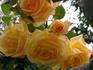 Mischka rose photo
