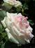 Gracie Allen rose photo