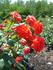 Reba McEntire rose photo
