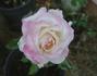 Suffolk rose photo