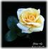 Golden Age rose photo