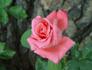 Lady Bird Johnson rose photo