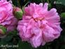 Foliacée rose photo