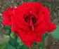 Corpus Christi rose photo