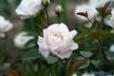 Bella Weiss ® rose photo