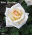 White Chocolate rose photo