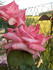 Pink Ocean ® rose photo