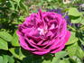 Las Casas rose photo