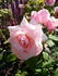 Frau Oberhofgärtner Singer rose photo
