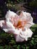 Edgar M. Burnett rose photo
