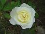Sleigh Bells rose photo